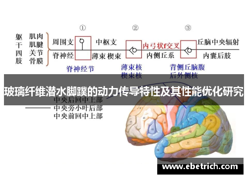 玻璃纤维潜水脚蹼的动力传导特性及其性能优化研究